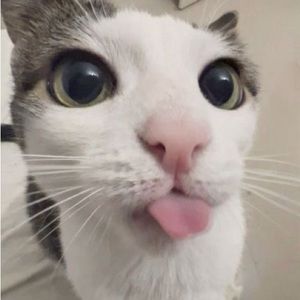 Meet your Posher, Vandalyn